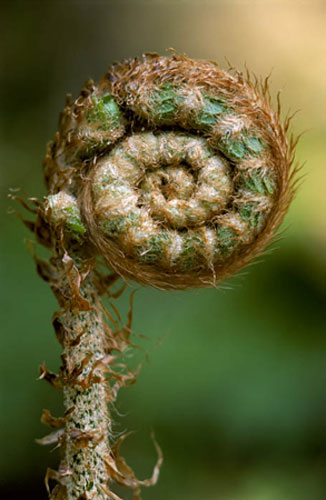 William A. Bolton: Visions of the Natural World: Portrait of Lady fern frond