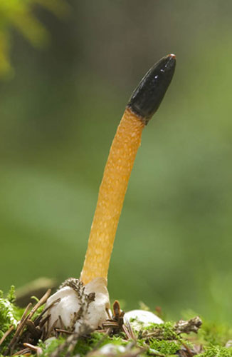 William A. Bolton: Visions of the Natural World: Dog Stinkhorn