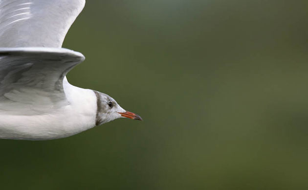 William A. Bolton: Visions of the Natural World: Black headed gull