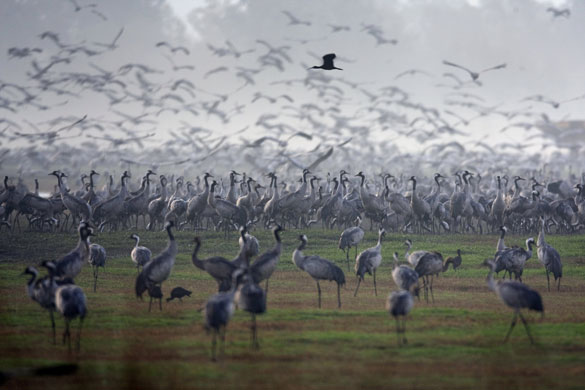 24 hours in pictures: Grey cranes flock over the Agamon Ha-Hula Lake in Israel 