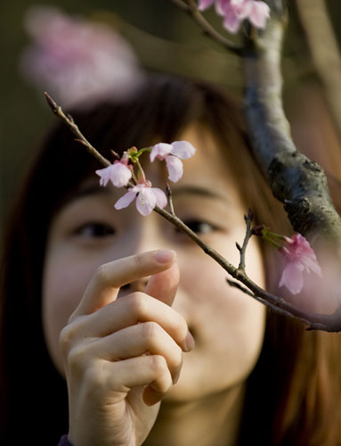 Taiwan flower festival: Taiwan cherry blossom