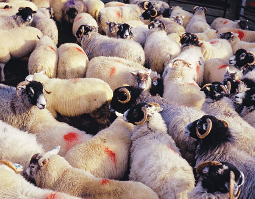 Pendle by Alaistair Lee: Pendle : Landscape of history and home