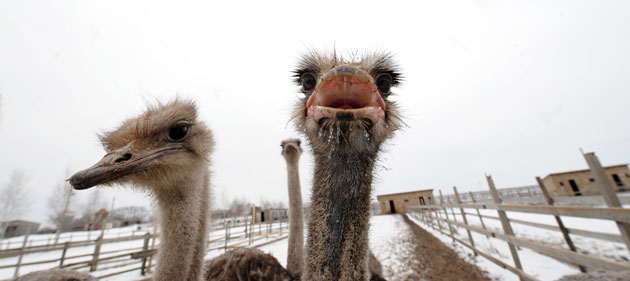 26 February 2009: Yasnogorodka, Ukraine: Ostriches at a farm