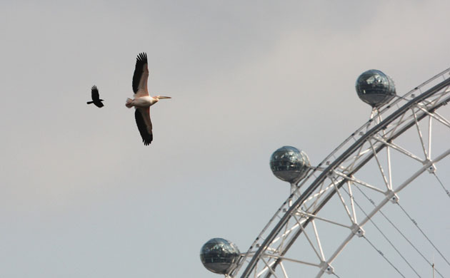Week in wildlife: St James's Park Lake Is Dredged To Clear Silt From The Bottom