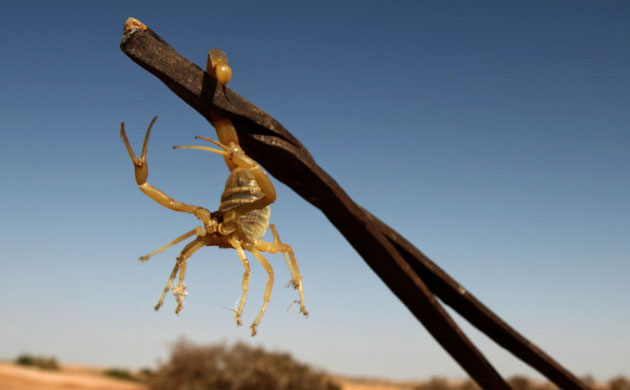 Week in wildlife: A man shows a scorpion he had caught in a desert near Abu Simbel