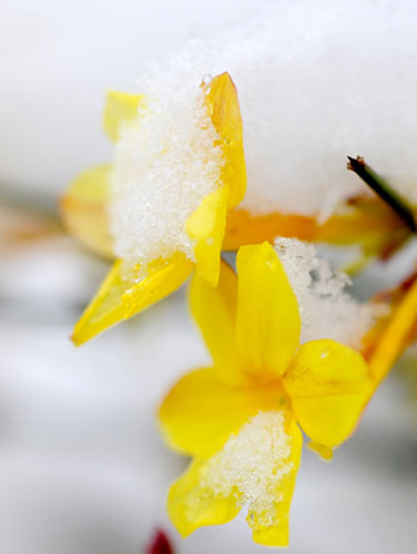 Week in wildlife: Spring flowers on a branch are covered with snow in Skopje