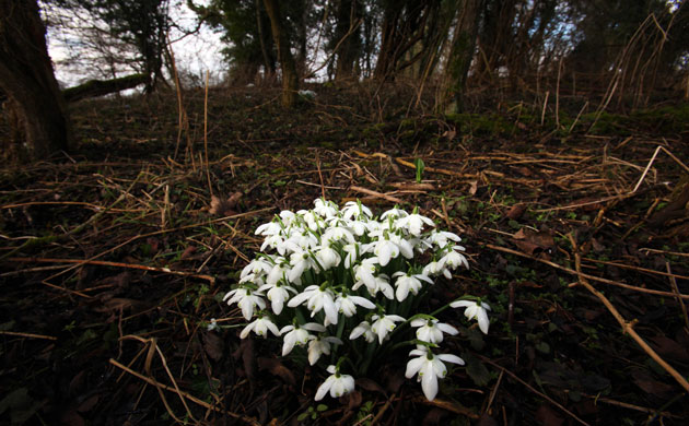 Week in wildlife: snowdrops are in flower
