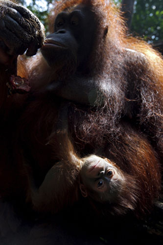 Week in wildlife: Bornean orang utan baby