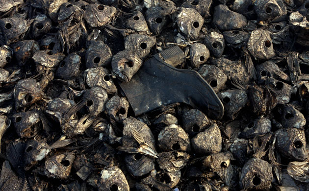 Week in wildlife: A boot sits among fish skeletons at a garbage dump, next to Xolotlan lake