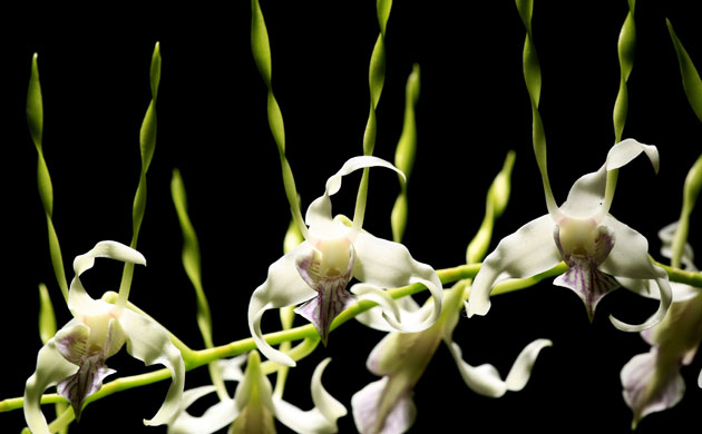 Week in wildlife: National Orchid Exhibition in San Jose