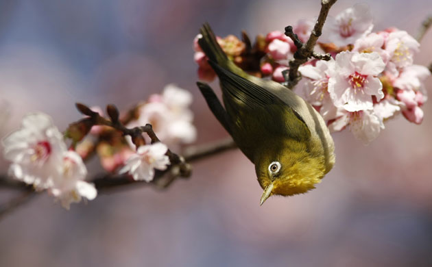 Week in wildlife: A Japanese white-eye perches on a branch of a cherry tree