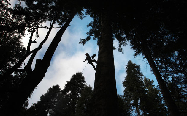 Week in wildlife: The Grand Fir tree