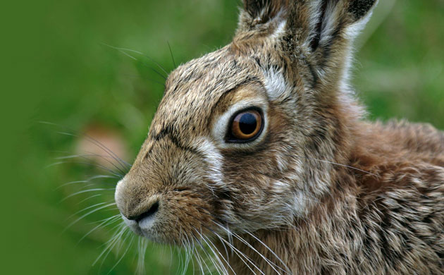 Week in wildlife: Farms wildlife schemes boots hares population