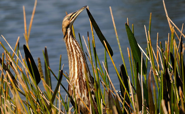 Week in wildlife: The ACE Group Classic - Final Round