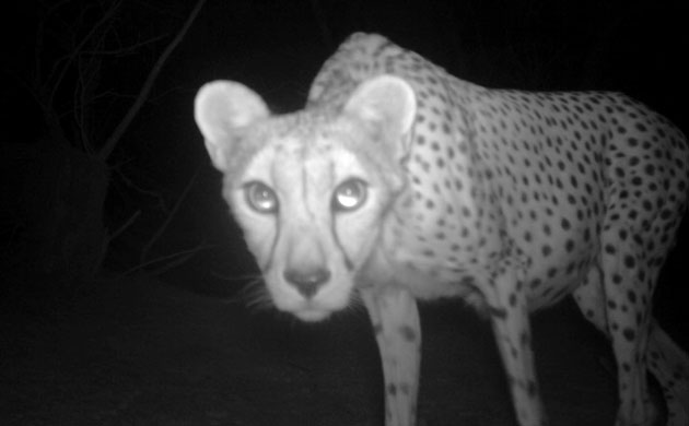 Week in wildlife: Rare cheetah photographed