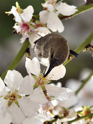 Week in wildlife: A bird sits on a branch to sip nectar from an almond blossom
