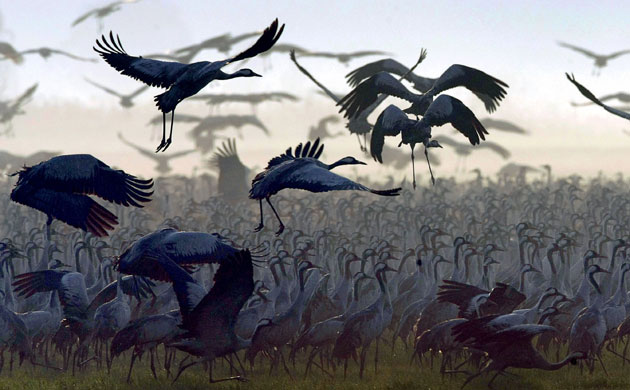 Week in wildlife: Gray cranes flock over the Agamon Ha-Hula Lake at the Hula valley