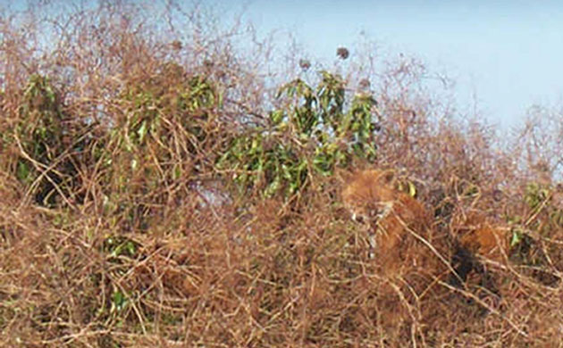 Week in wildlife: Foxes opt for high-rise home