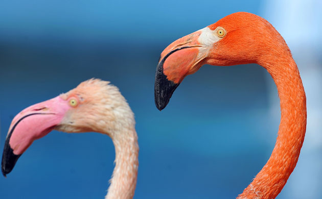 Week in wildlife: Two flamingoes walk after they were released from the winter shelter