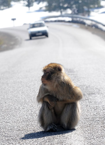 Week in wildlife: A Moroccan magot or Berber monkey (macaca sylvana)