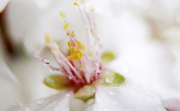 Week in wildlife: Almond blossom flowers are covered with raindrops at a public park in Amman