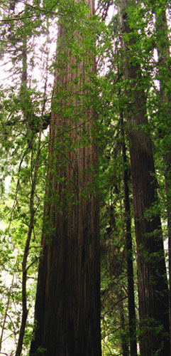 King of the Forest: Hyperion Coastal Redwood 