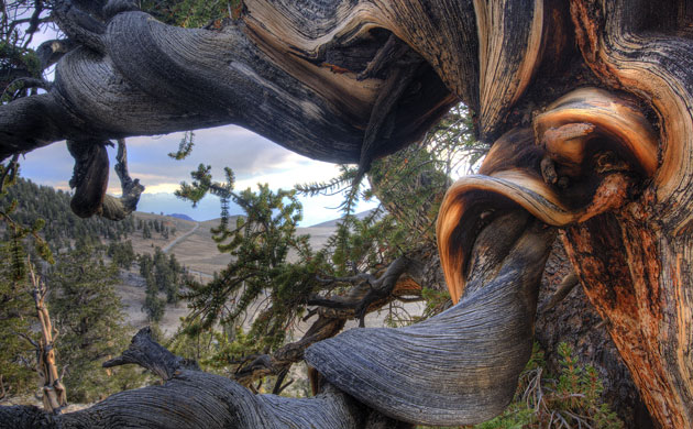 King of the Forest: USA, California, White Mountains, ancient bristlecone pine tree