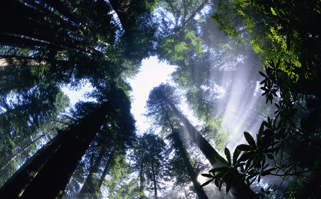 King of the Forest: Sun Breaking through Redwood Canopy