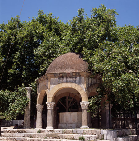 King of the Forest: Plane Tree of Hippocrates, Kos