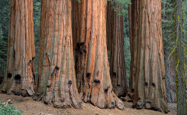 King of the Forest: GIANT SEQUOIA TREE