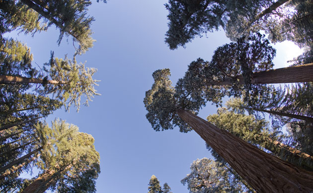 King of the Forest: Giant sequoia (sequoiadendron giganteum)