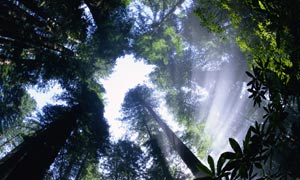 King of the forest: Sun Breaking through Redwood Canopy