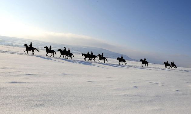 Gallery Snow updated: Horses Exercise in the snow at Middleham gallops.