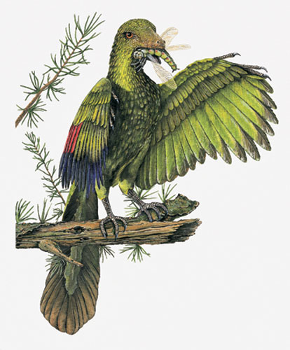 Gallery Dinosaurs: Archaeopteryx 