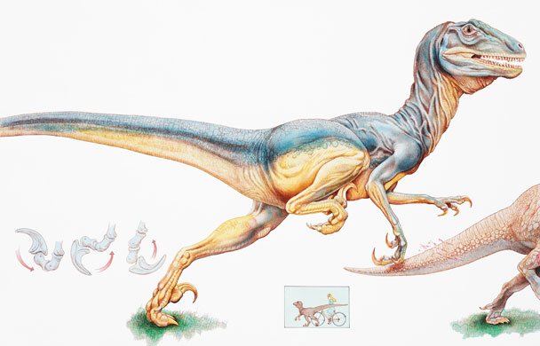 Gallery Dinosaurs: Allosaurus, bipedal carnivorous dinosaur
