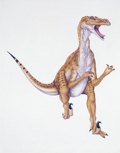 Gallery Dinosaurs: Velociraptor