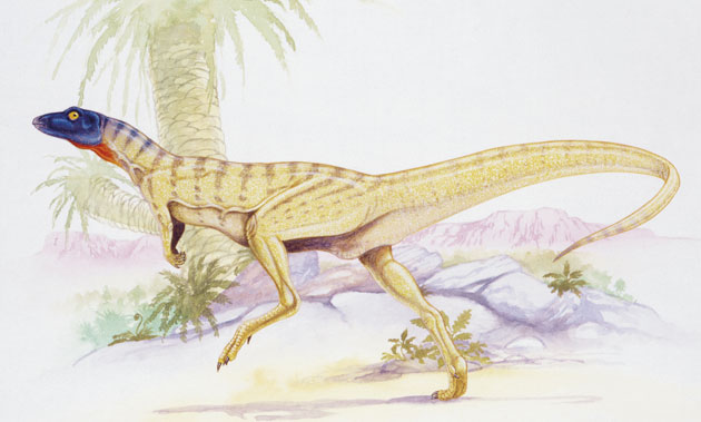 Gallery Dinosaurs: Lesothosaurus