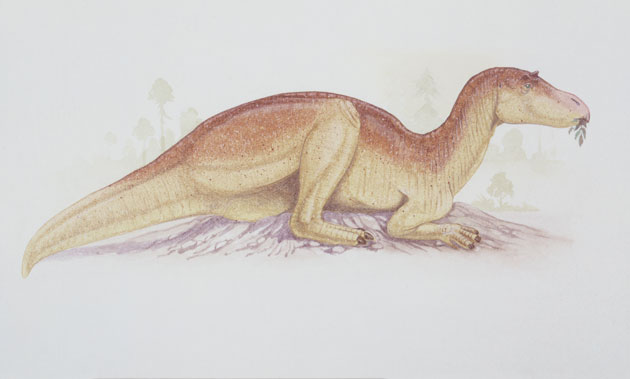 Gallery Dinosaurs: Maiasaura