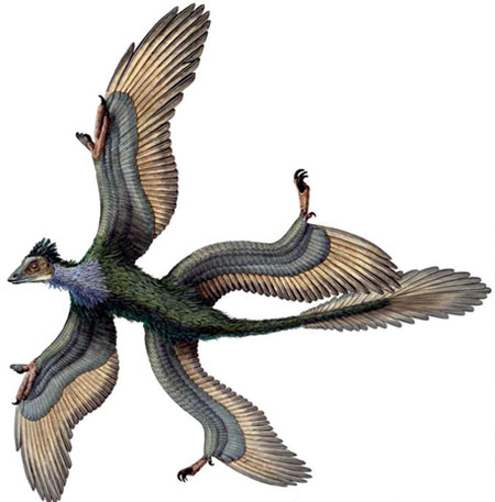 Gallery Dinosaurs: Fossil Of Four Winged Microraptor gui, Dinosaur