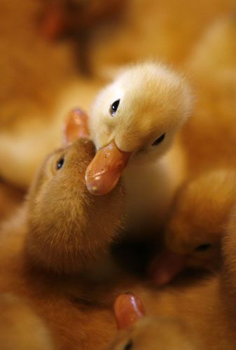 Gallery 24hours in pictures: Ducklings hatch in a farm in Vietnam 