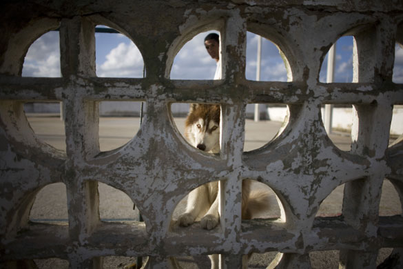 Gallery 24hours in pictures: A dog in a park in Havana