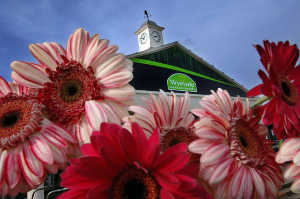 Gallery Baugur: Wyevale Garden Centre