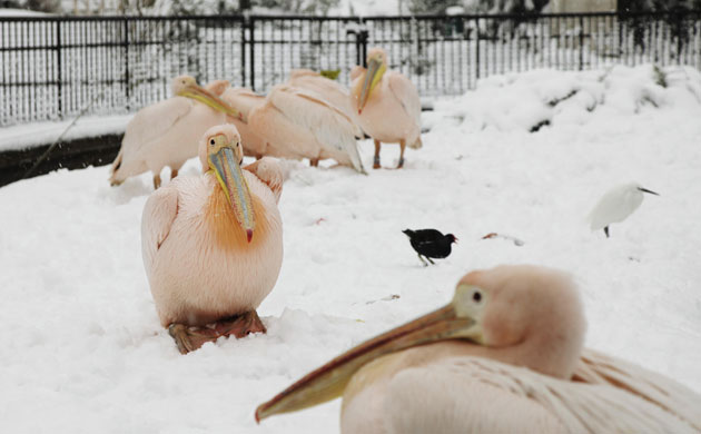 Gallery Zoo and snow: Winter weather