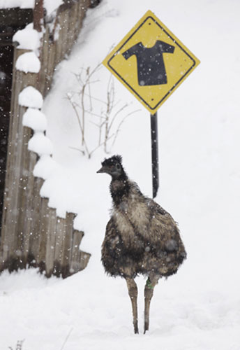 Gallery Zoo and snow: An Emu in the snow at London Zoo