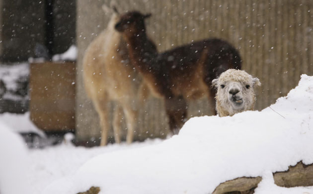 Gallery Zoo and snow: Llamas in the snow at London Zoo