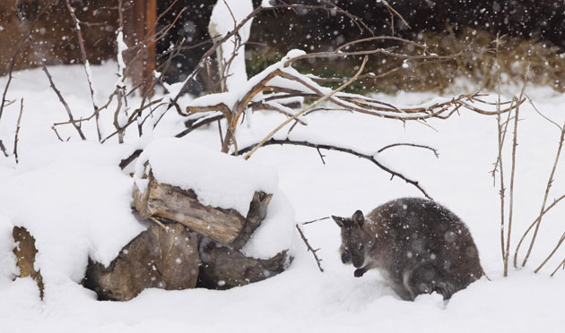 Gallery Zoo and snow: An Australian Wallaby in the snow at London Zoo