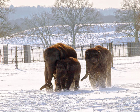 Gallery Zoo and snow: Asian elephants play in the snow