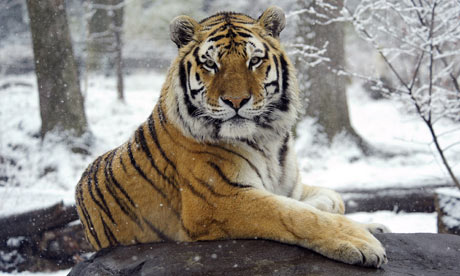 Siberian tiger Sasha sits in the snow at the Bronx Zoo