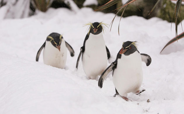 Gallery Zoo and snow: Winter weather