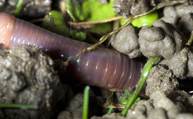 Gallery Darwin Creatures: Earthworm on the move